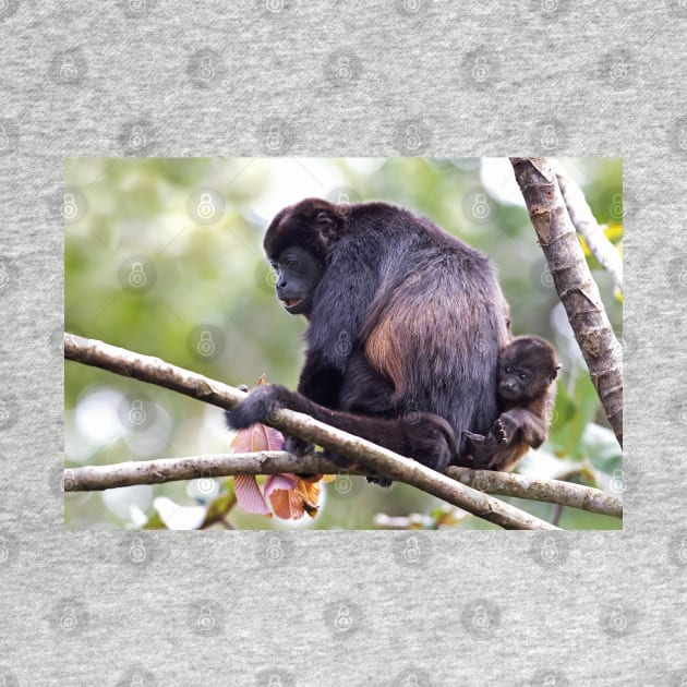 Howler monkeys - Costa Rica by Jim Cumming